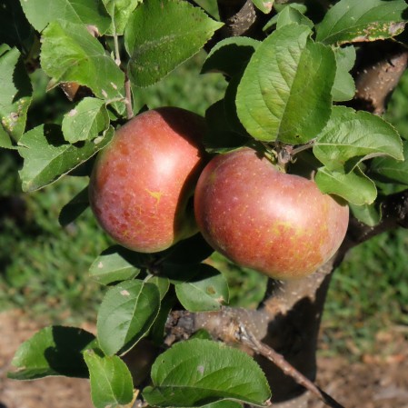 Orchard1