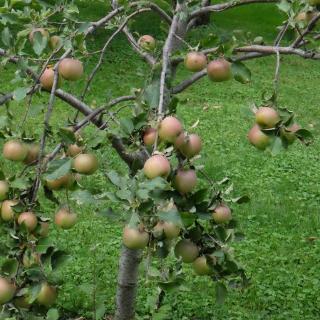 Orchard3